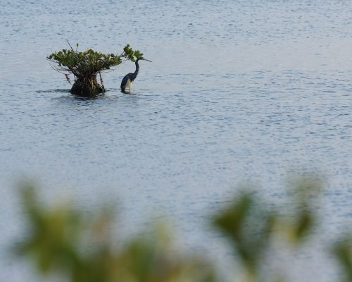 Florida scientists are researching Florida's water issues