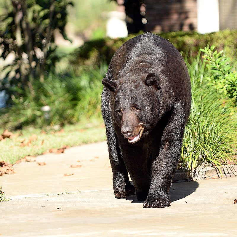 Florida Black Bear