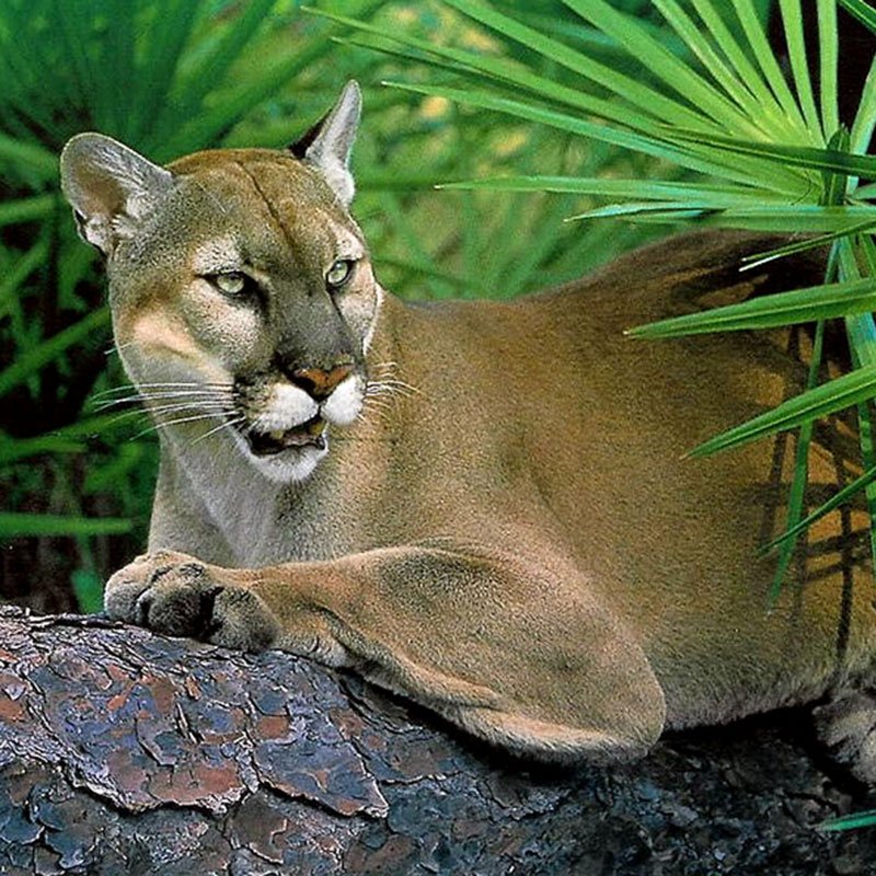 Florida Panther