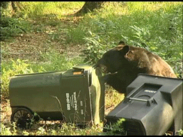 Bear-Resistant Trash Cans
