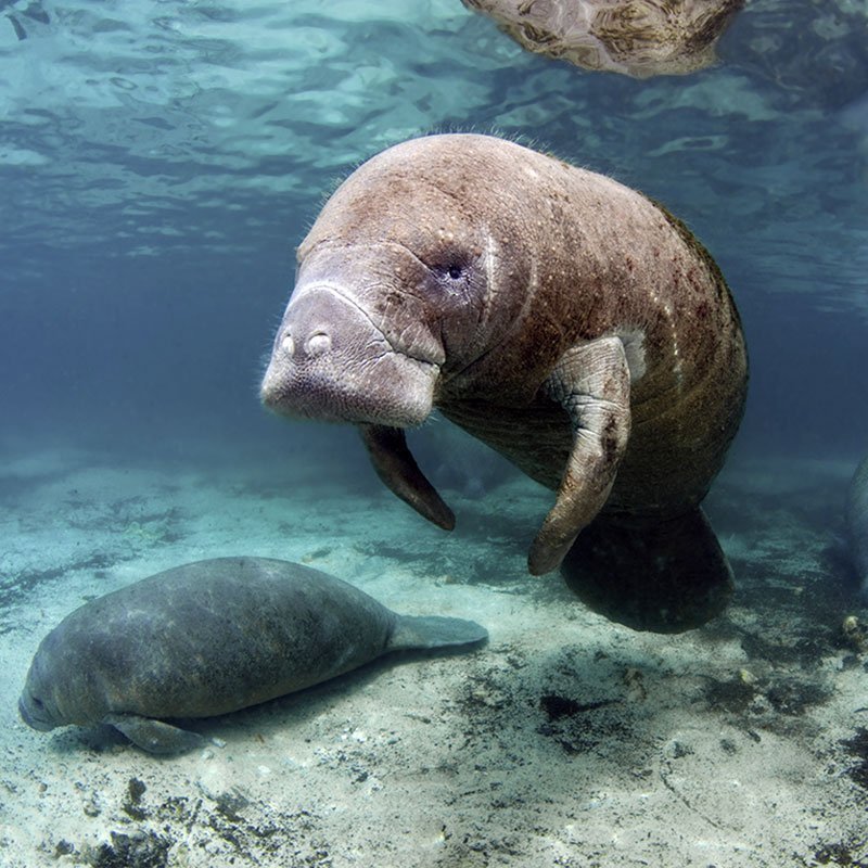 Florida Manatee