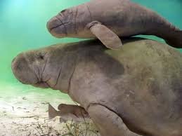 Manatees and their babies