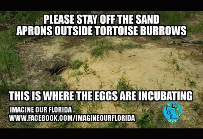 Gopher-tortoise-burrows
