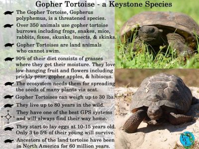 Keystone species, facts and photos