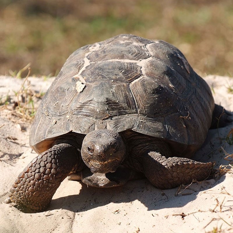 Gopher Tortoise