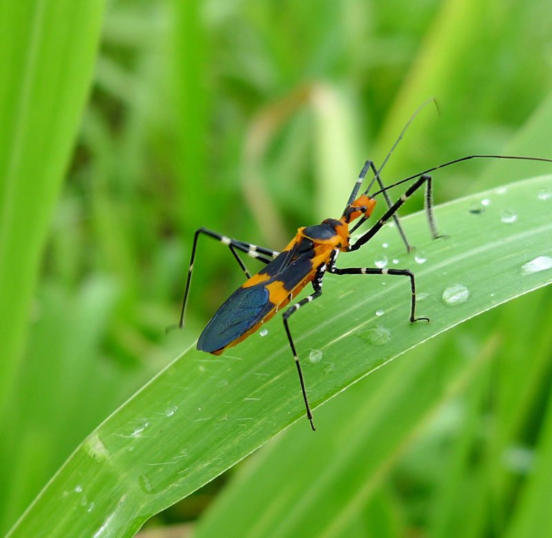 The Milkweed Assassin