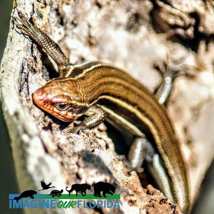 Southern Five-Lined Skink