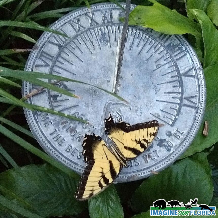 Eastern Tiger Swallowtail Butterfly