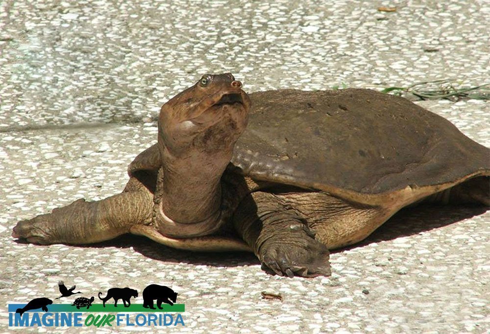 Florida Softshell Turtle