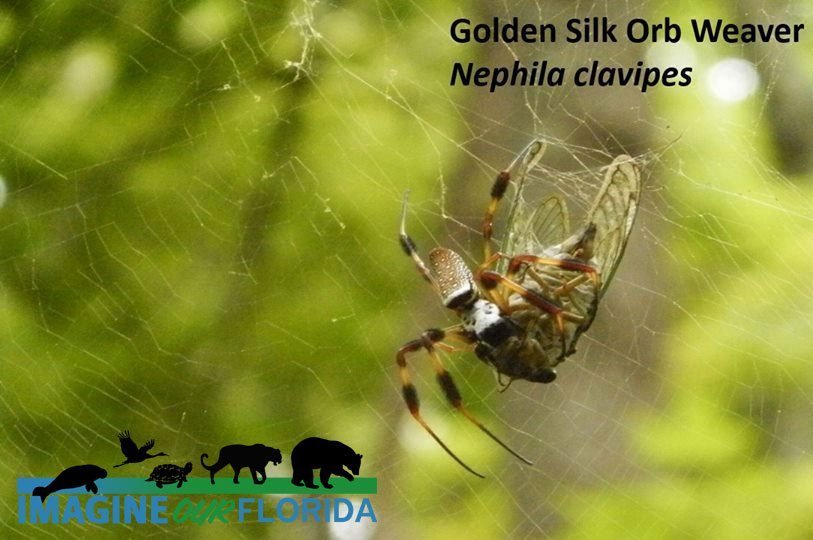 Golden Silk Orb Weaver