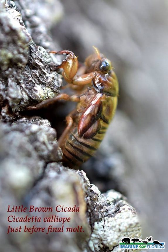 Little Brown Cicada