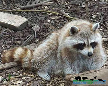 Raccoon