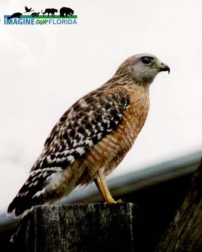 Red Shouldered Hawk