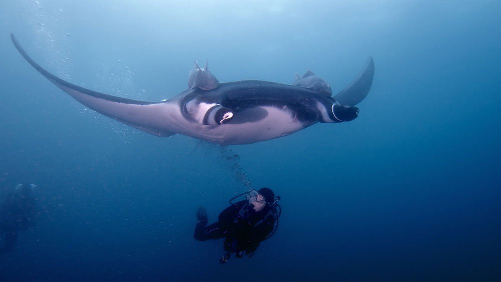 Giant Manta Ray