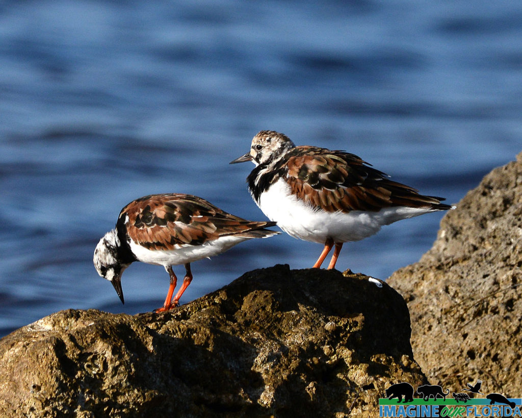 Ruddy Turnstone