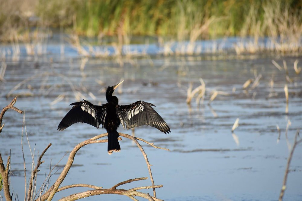 Anhinga