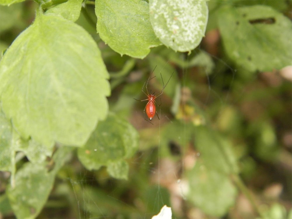 Black-Tailed Red Sheet Weaver