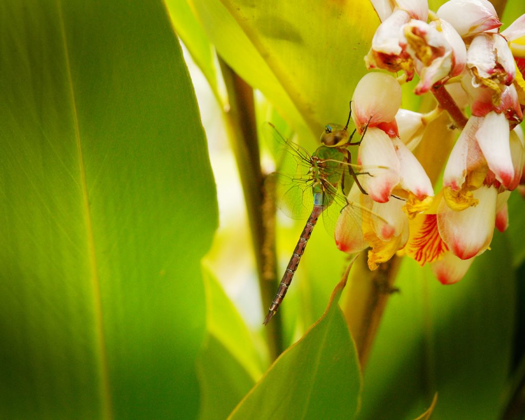 Dragonfly