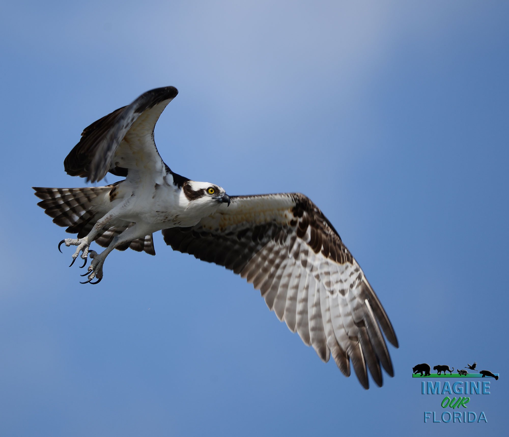 Osprey Florida Real Estate For Sale
