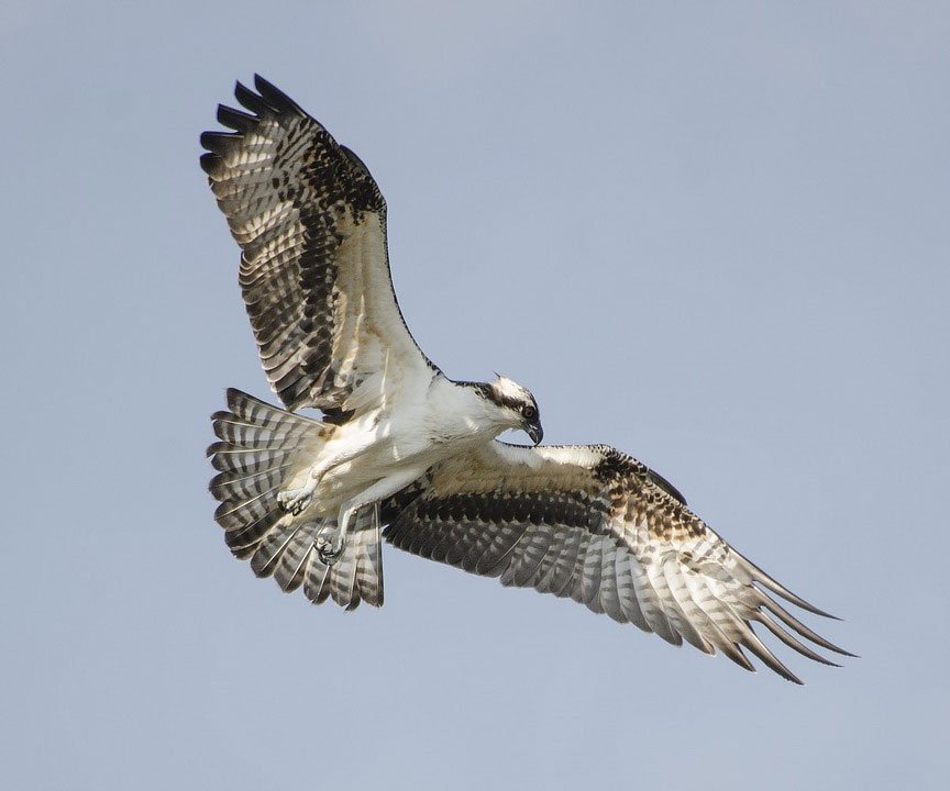 Osprey