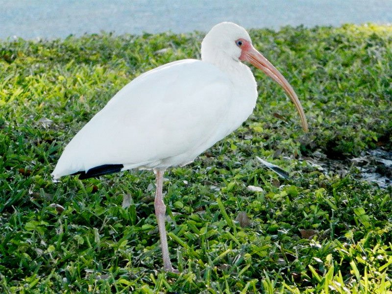 White Ibis (American)