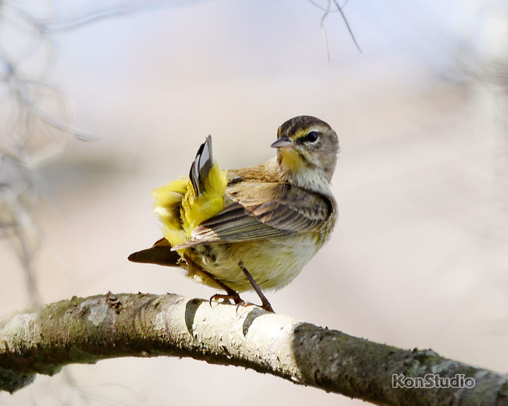 Palm Warbler