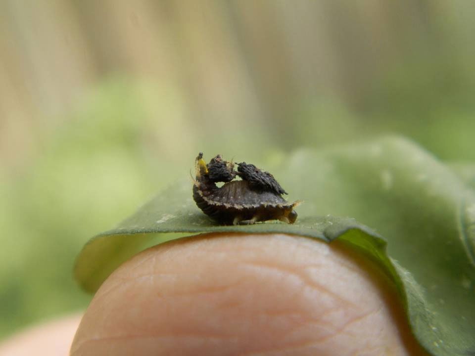 Palmetto Tortoise Beetle Larva