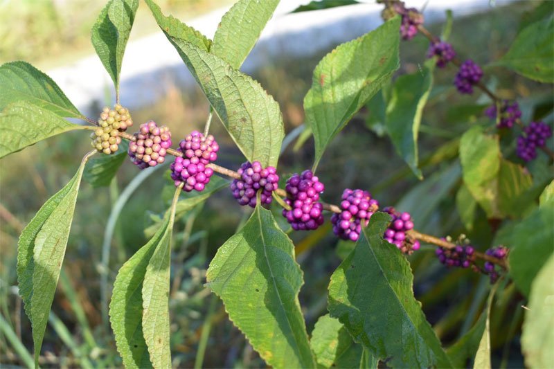 American Beautyberry