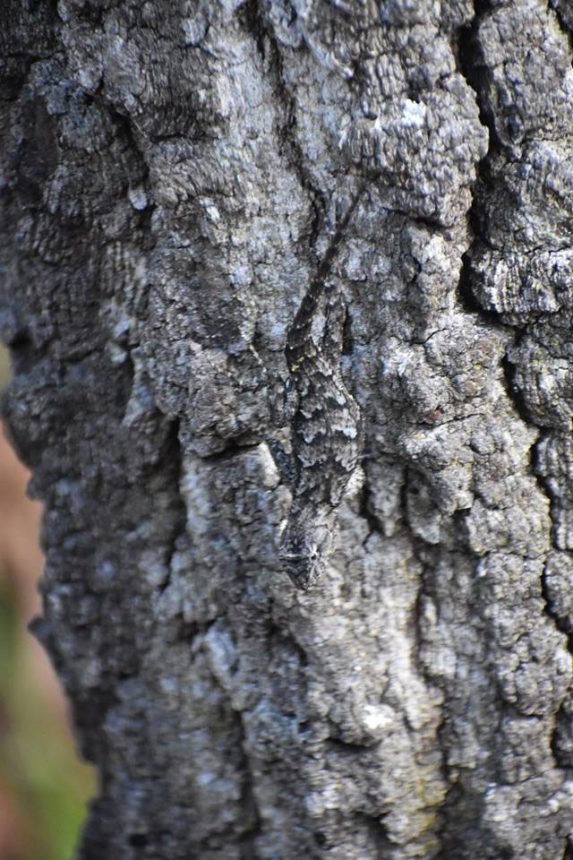 Eastern Fence Lizard