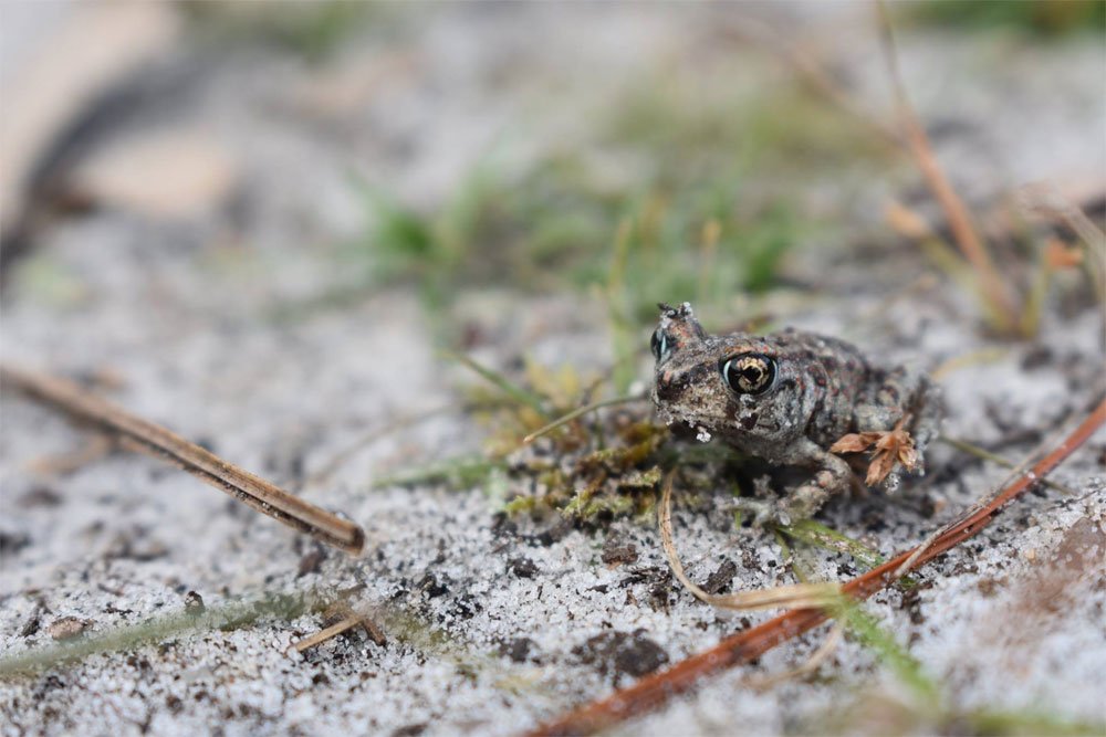 Eastern Spadefoot Toad