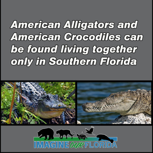 Florida Animals  Imagine Our Florida, Inc