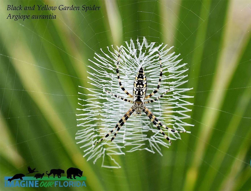 Black and Yellow Garden Spider