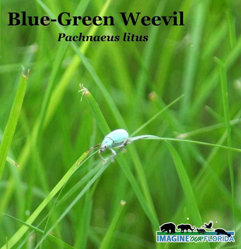 Blue-Green Weevil