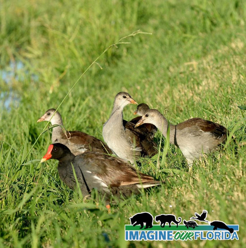 Moorhen (Common)