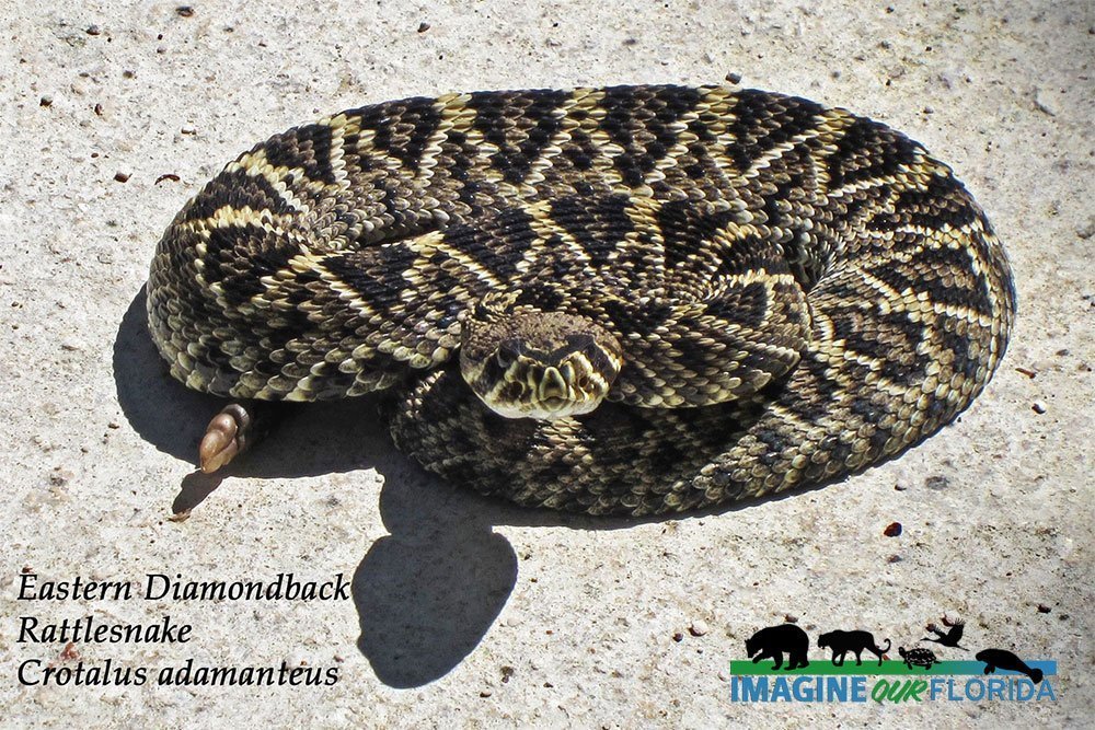 Eastern Diamondback Rattlesnake