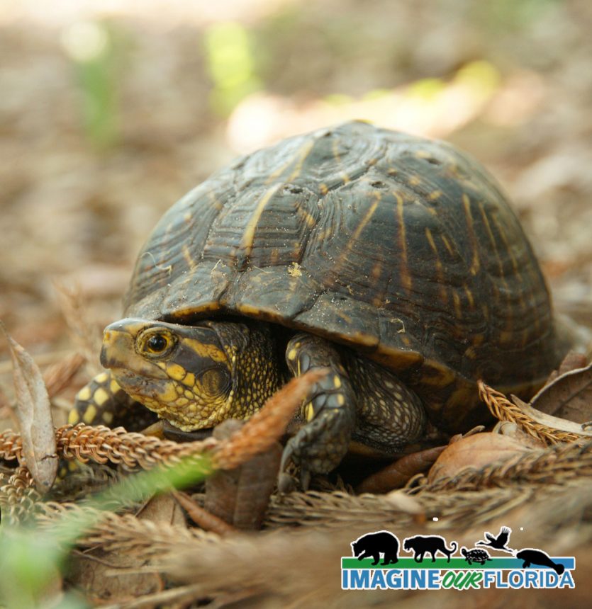 Florida Box Turtle