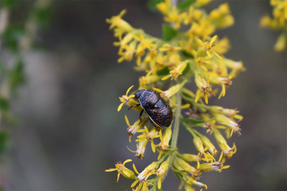 Shield-Backed Bug