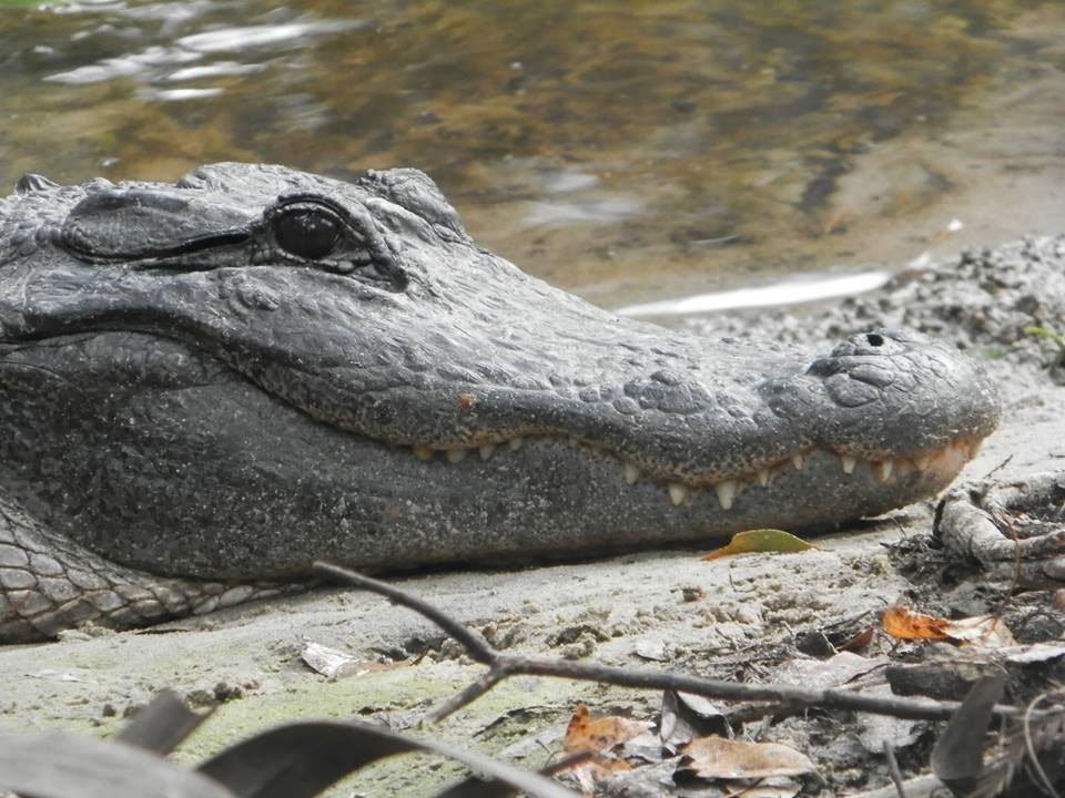 American Alligator