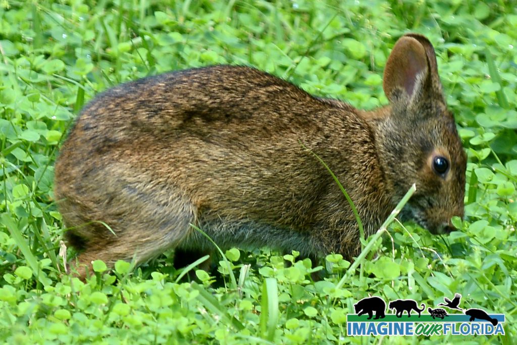 Marsh Rabbit