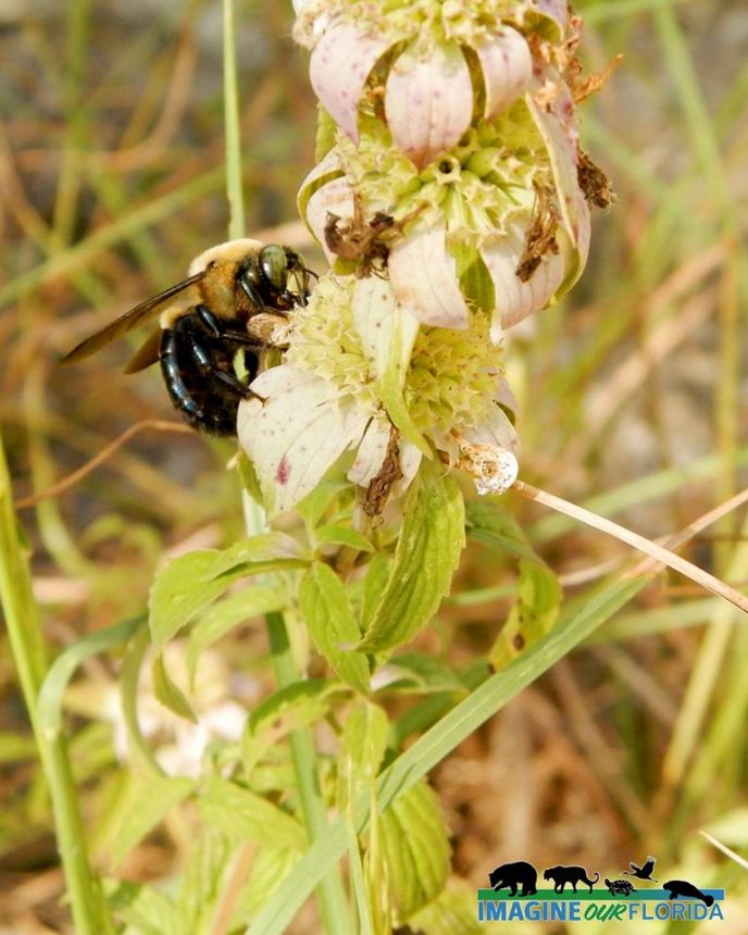 Southern Carpenter Bee