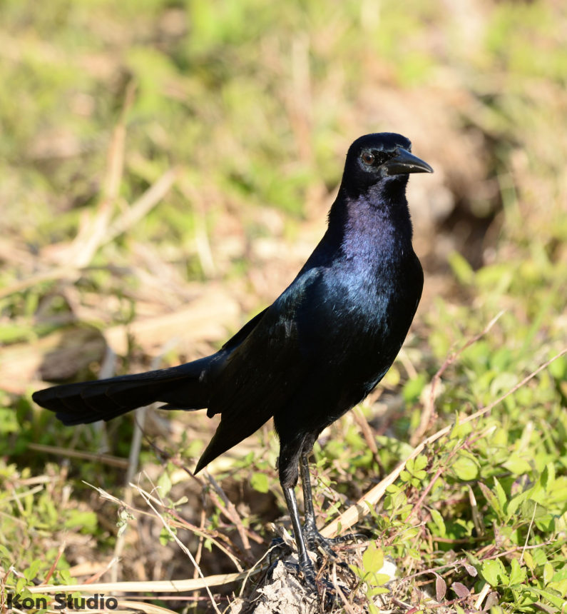 Boat-tailed Grackle