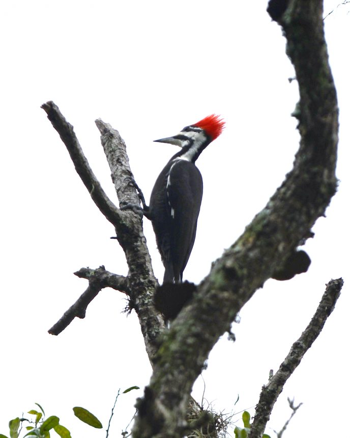 Pileated Woodpeckers