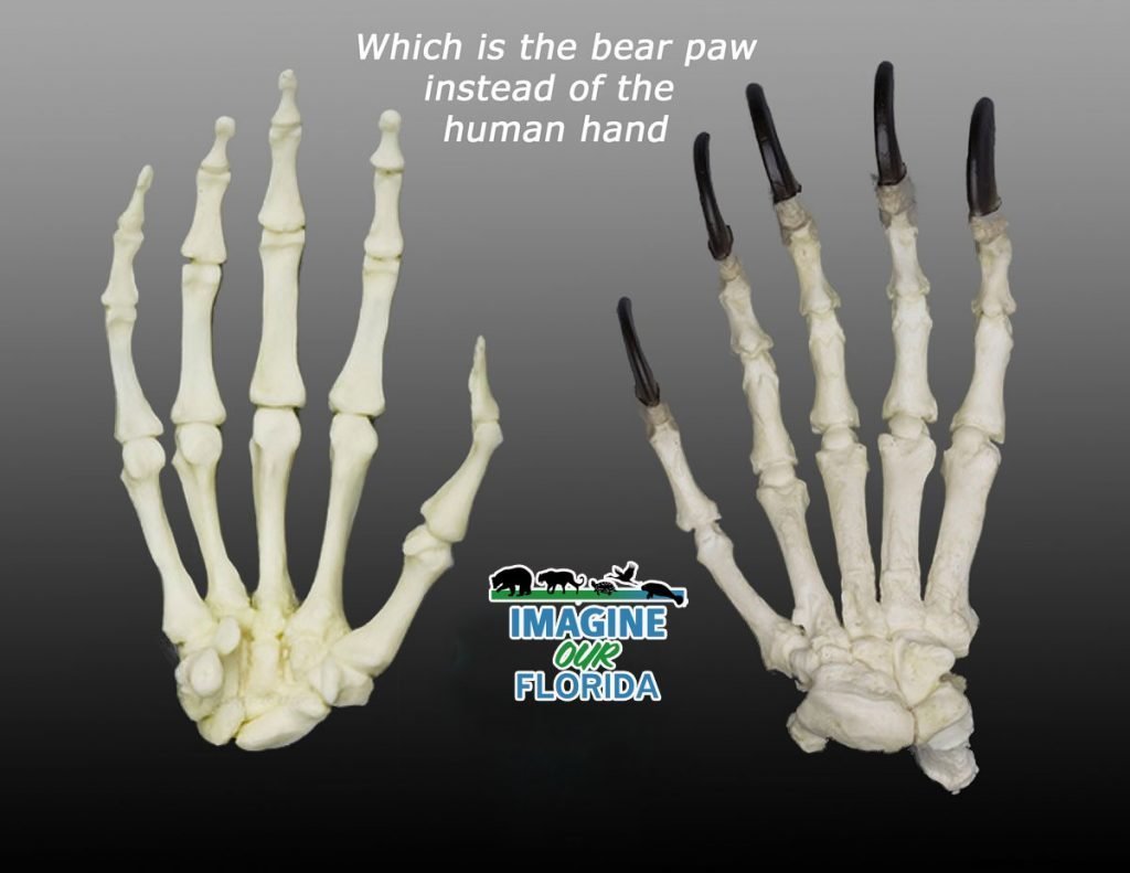 hand-vs-bear-paw