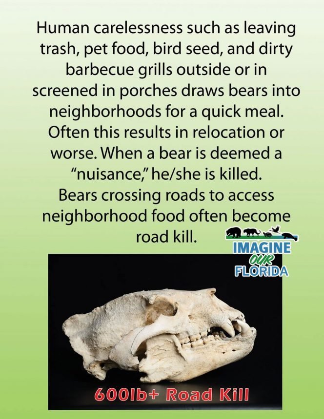 fed-bear-dead-bear