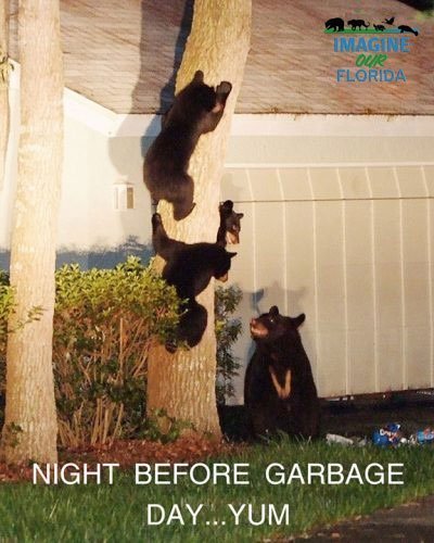 The night before garbage day