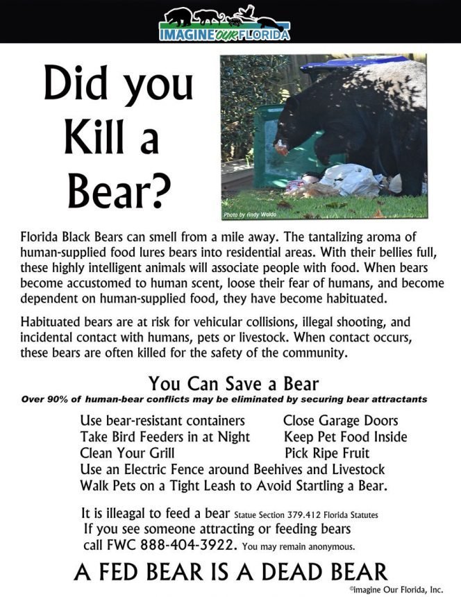 did-you-kill-this-bear