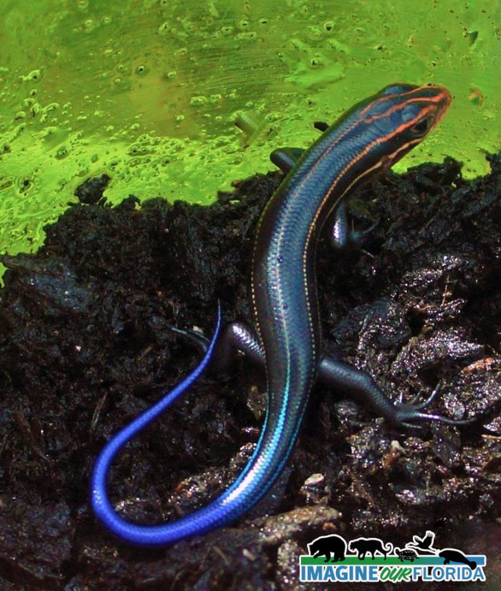 Eastern Five-Lined Skink