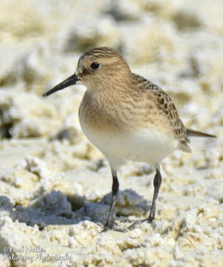 Baird's Sandpiper