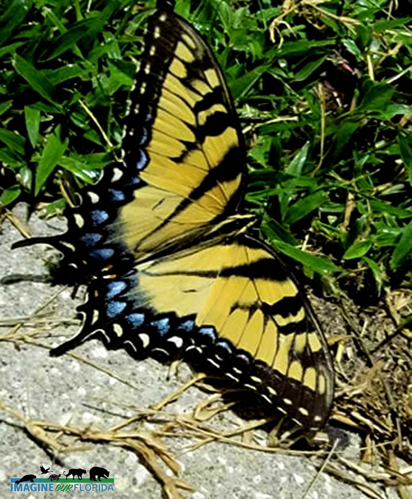 Eastern Tiger Swallowtail Butterfly Imagine Our Florida Inc