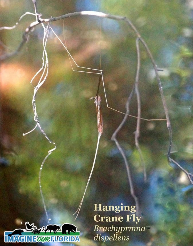 Hanging Crane Fly